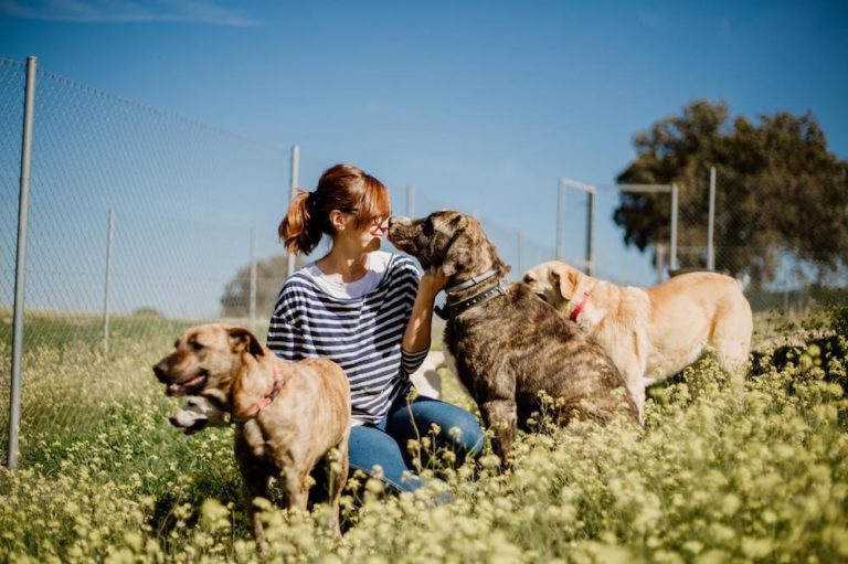 C&oacute;mo preparar a tu perro para ir a una residencia canina y garantizarle una buena experiencia