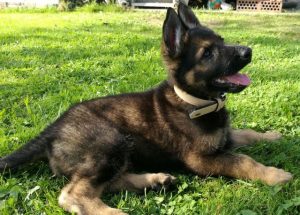 Entrevista a Centro Canino Bioko