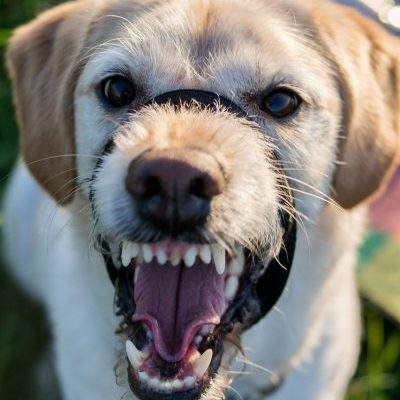 Sobre et&oacute;logos, adiestradores e "invent&oacute;logos"