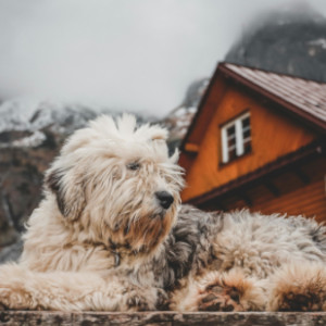 Residencia de Mascotas